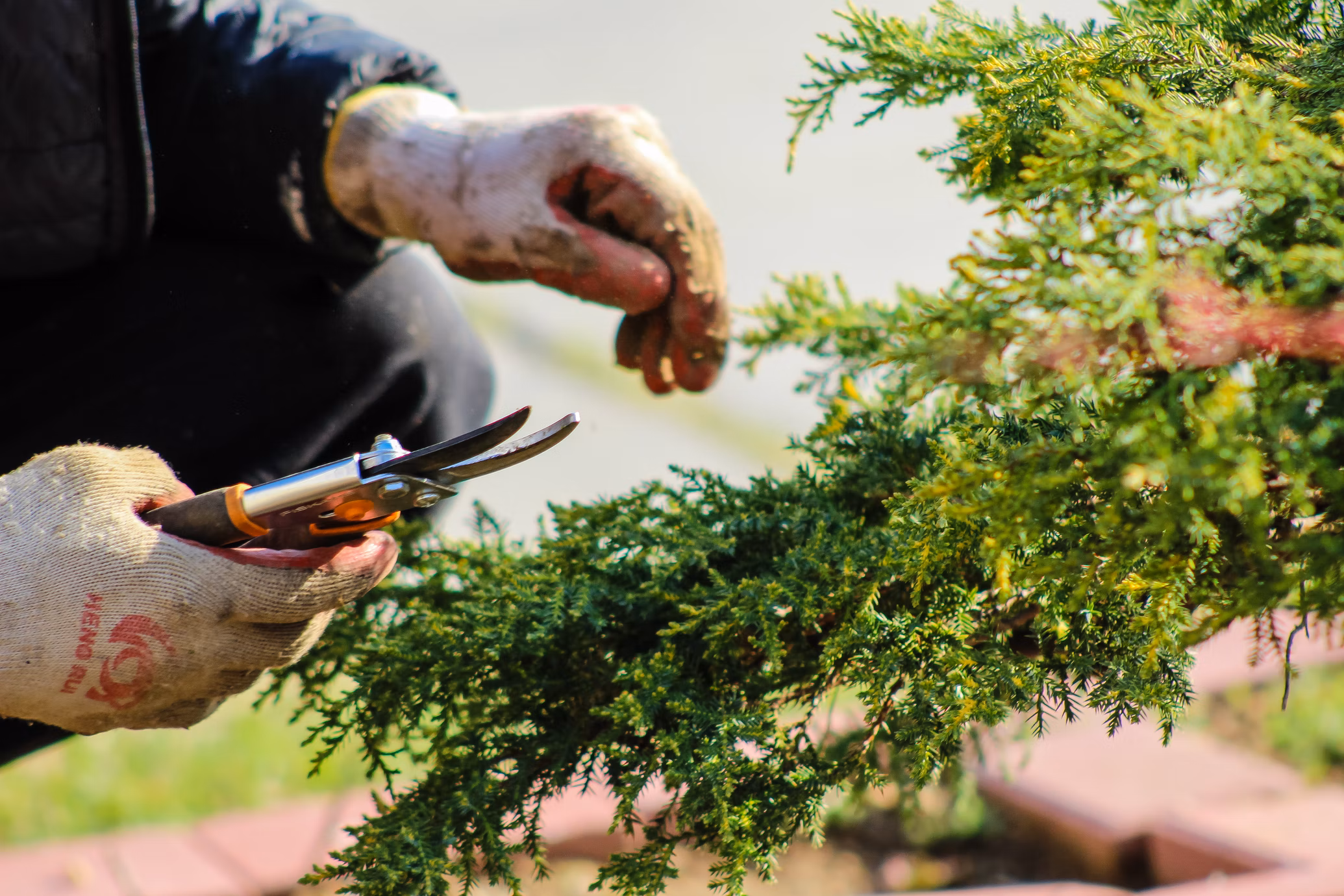 Autumn Gardening Tips